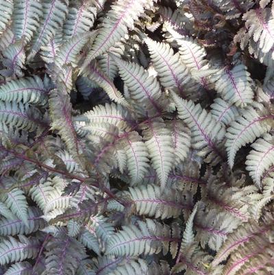 Athyrium niponicum Pictum