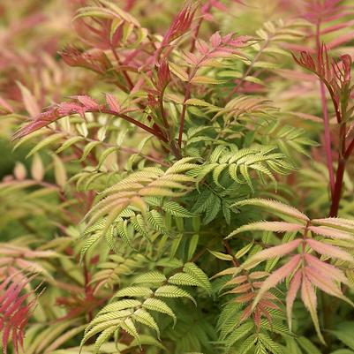 Sorbaria sorbifolia Sem