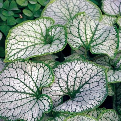 Brunnera macrophylla Jack Frost