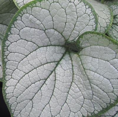 Brunnera macrophylla Silver Heart