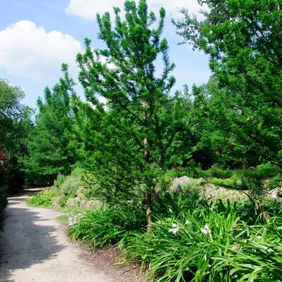 Taxodium distichum Peve Minaret