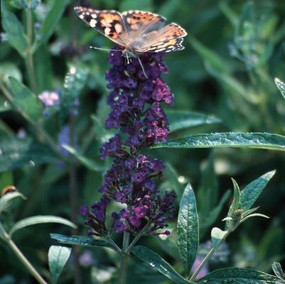 Buddleia davidii Black Knight