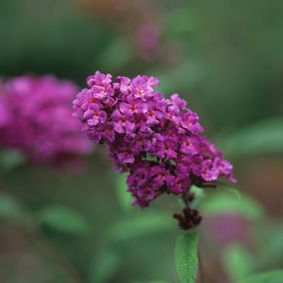 Buddleia davidii Nanho Purple