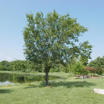 Ulmus americana Valley Forge