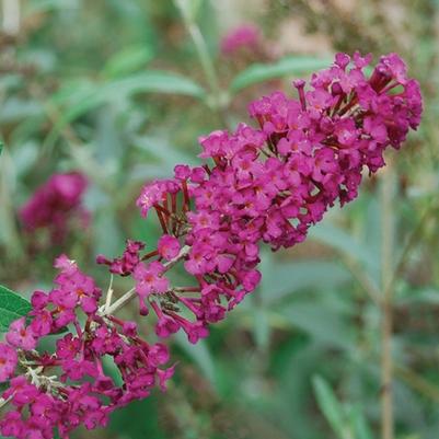 Buddleia davidii Royal Red