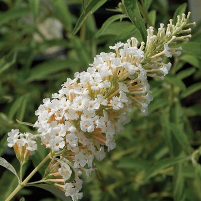 Buddleia davidii White Profusion