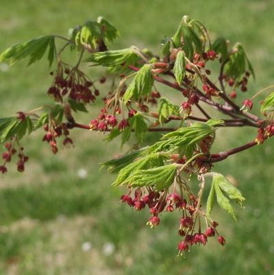 Acer japonicum Aconitifolium