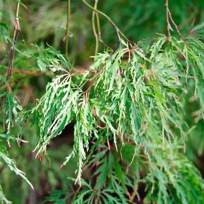 Acer palmatum var. dissectum Inaba Shidare