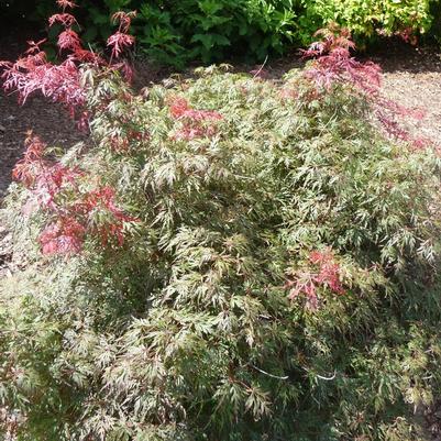 Acer palmatum var. dissectum Orangeola