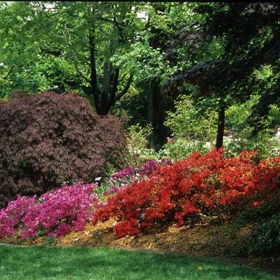 Acer palmatum var. dissectum Red Select