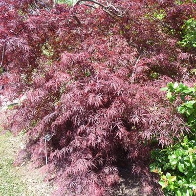 Acer palmatum var. dissectum Tamukeyama