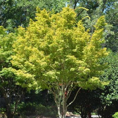 Acer palmatum Sango Kaku