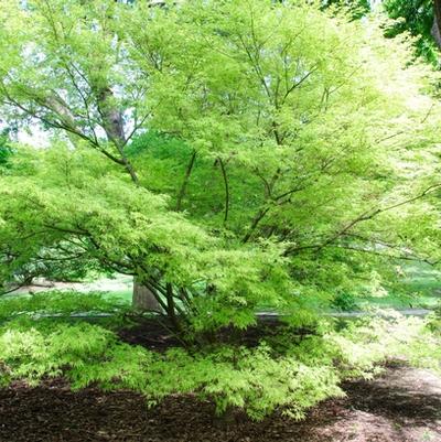 Acer palmatum var. dissectum Seiryu (Green Dragon)