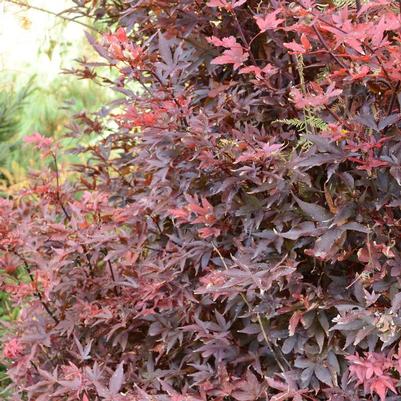 Acer palmatum Twombly's Red Sentinel