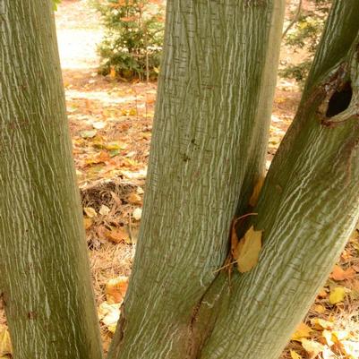 Acer pennsylvanicum 