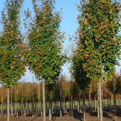 Acer x freemanii Armstrong