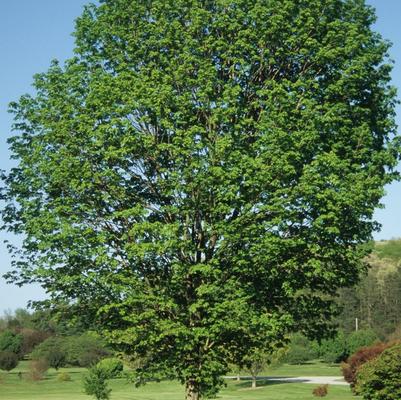 Acer saccharum Commemoration®