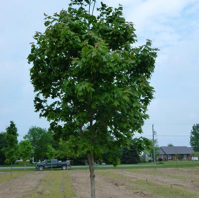 Acer saccharum Fall Fiesta