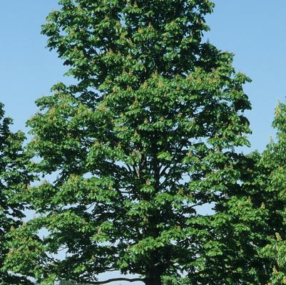 Aesculus hippocastanum Baumannii