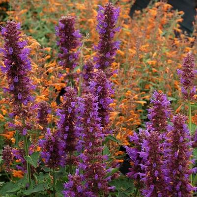 Agastache Blue Boa