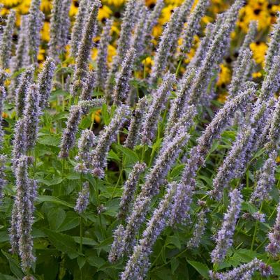 Agastache Blue Fortune