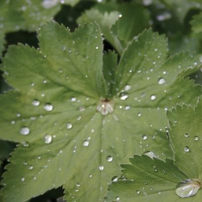 Alchemilla mollis 