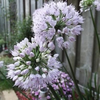 Allium lusitanicum Summer Beauty