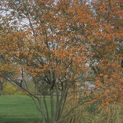 Amelanchier laevis 