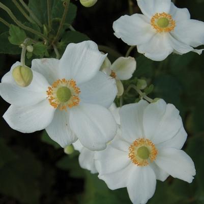 Anemone Honorine Jobert