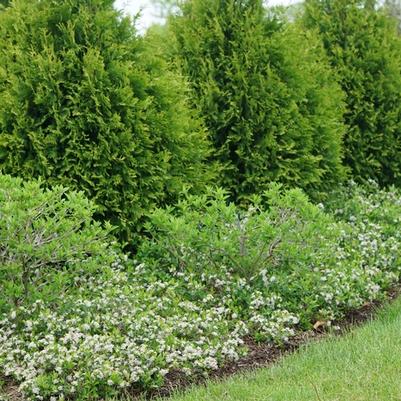 Aronia melanocarpa Ground Hug® UCONNAM012