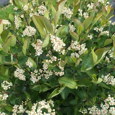 Aronia melanocarpa Low Scape Hedger® 'UCONNAM166'