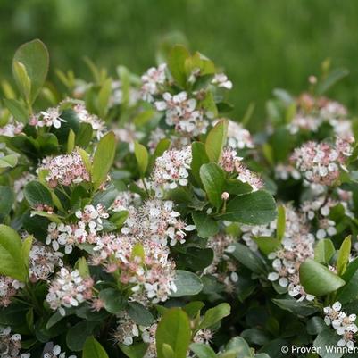 Aronia melanocarpa ® Low Scape Mound®