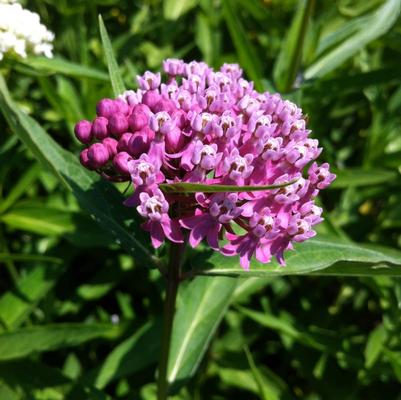 Asclepias incarnata 