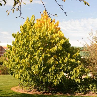 Asimina triloba 