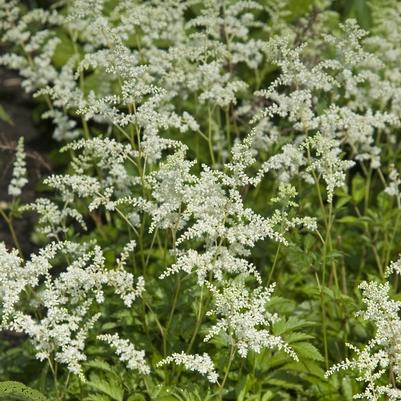 Astilbe x arendsii Bridal Veil®