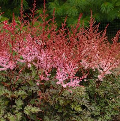 Astilbe simplicifolia Delft Lace