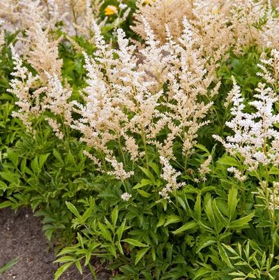 Astilbe x arendsii Snowdrift