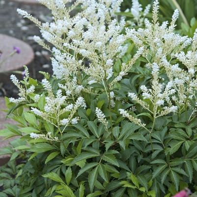 Astilbe x japonica Deutschland