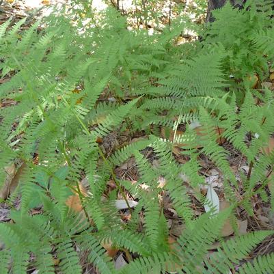 Athyrium filix-femina 