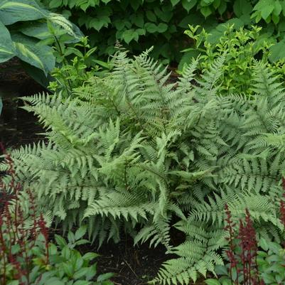 Athyrium Ghost