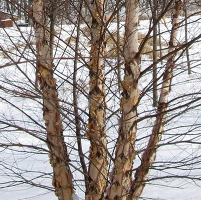 Betula nigra Heritage®