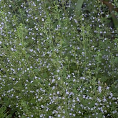 Calamintha nepeta Blue Cloud