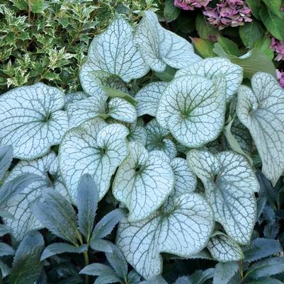 Brunnera macrophylla Alexander's Great