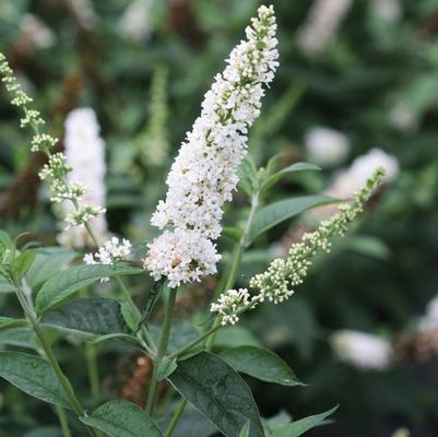 Buddleia davidii Miss Pearl