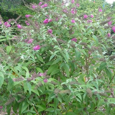 Buddleia davidii Miss Ruby