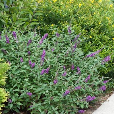 Buddleia davidii Miss Violet