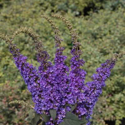 Buddleia Lo & Behold® Blue Chip Jr.