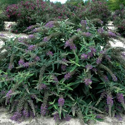 Buddleia Lo & Behold® Purple Haze