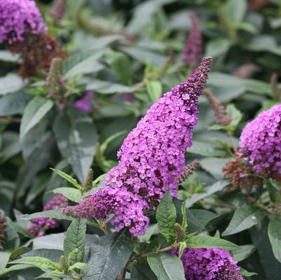 Buddleia Pugster® Pugster Periwinkle®