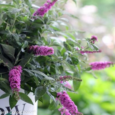 Buddleia Lo & Behold® Pink Micro Chip